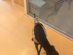 -瑞派·关忠动物医院(国瑞店)