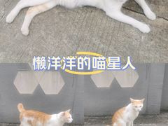 -第9味老上海大骨汤馄饨(黄田店)