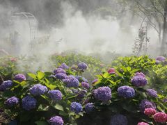 -上海共青森林公园