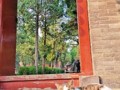 -马遂林烩面馆(少室路店)