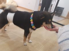-南京Hallo宠物乐园·哈罗犬舍·柴犬繁育基地