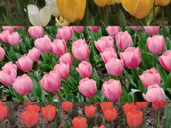 -都江堰玫瑰花溪谷