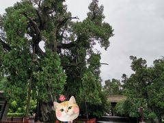 -黄帝陵