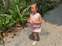 -西双版纳原始森林公园
