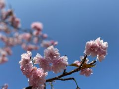-天适樱花悠乐园