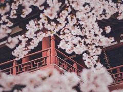 -西安青龙寺遗址景区