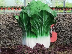 -兰陵国家农业公园