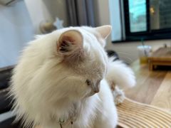 -楼上猫咖(罗湖店)