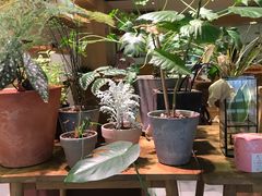 -柴务处·柴犬主题狗咖