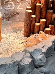 -Zoolung Zoolung动物主题公园(海信广场店)