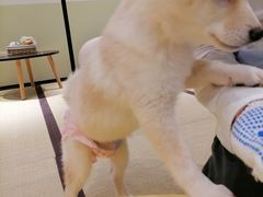 -逗柴咖啡屋·狗咖猫咖宠物桌游