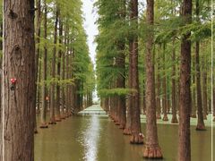 -渌洋湖湿地公园