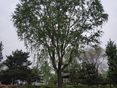 -石家庄市植物园