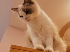 -猫咪派对(江南西店)