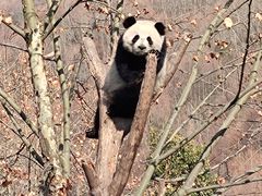 -卧龙中华大熊猫苑神树坪基地