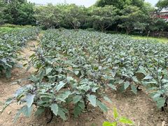 -苏州太湖西山岛开心农场