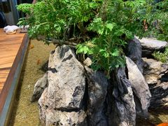 -森味薪火烧•烧鸟居酒屋•日本料理(望京店)