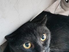 -A猫a狗全科·犬猫异宠·芥西宠物医院(南开总院)