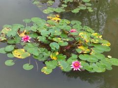 -叶家花园