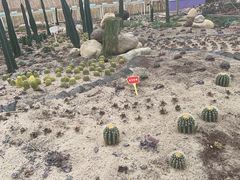 -海上花岛玫瑰园采摘