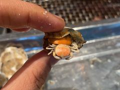 -蚝英雄·鲜蚝自助专门店