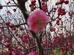 -蜀冈西峰生态公园