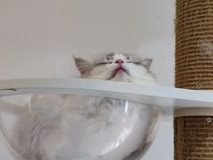 -猫域·湾主题猫咖·宠物吧(南坪城市广场店)