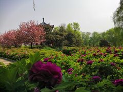 -洛阳市隋唐城遗址植物园
