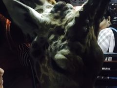 -清迈夜间动物园