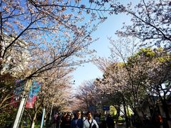 -高东镇樱花园