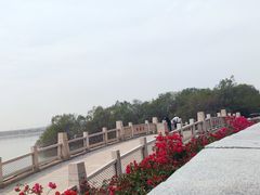 -宝安西湾红树林湿地公园