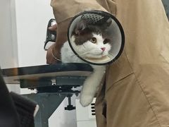 -爱洗澡的猫(天河路店)