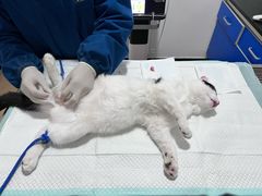 -灵美宠物诊所