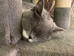 -猫小院猫主题餐厅(三里屯店)
