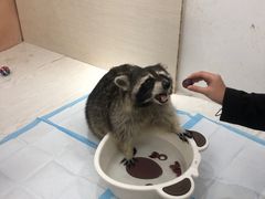 -浣熊柯尔鸭土拨鼠·电玩咖