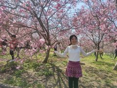-天适樱花悠乐园