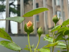 -平吉花卉市场