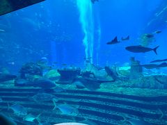 -亚特兰蒂斯•OSSIANO奥西亚诺海底餐厅