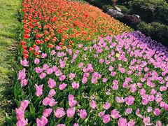 -上海鲜花港