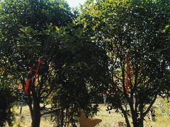-归元·云集斋素菜馆