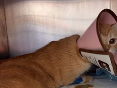 -瑞派福兴宠物医院犬猫全科·骨科·中西医结合(河东店)