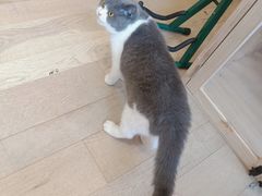 -CAT’S MEWSTAR CAFE·喵星球猫屋(晴湾咖啡店)