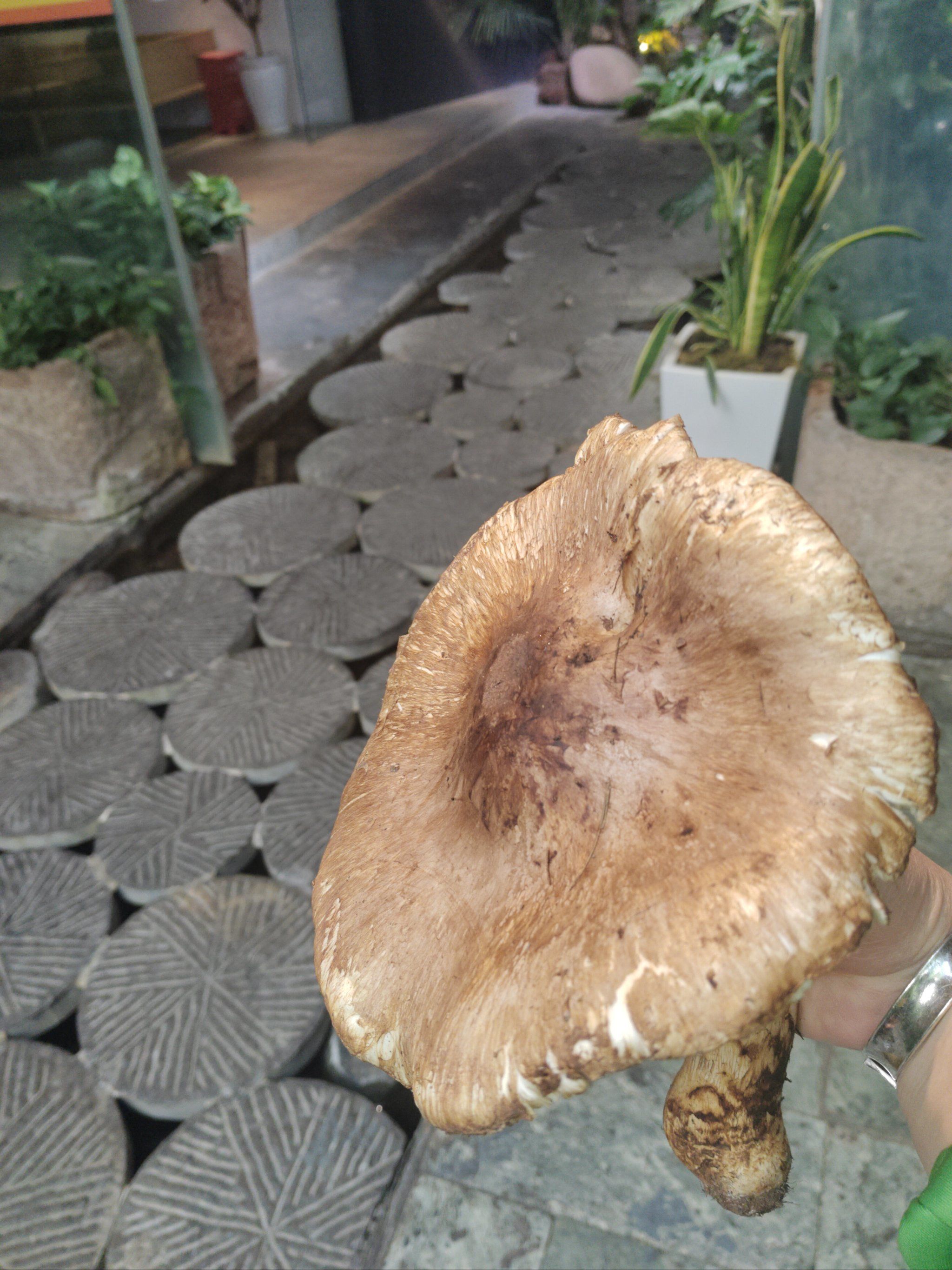 你能猜出这是什么吗松茸菌 口感如鲍鱼强生益肠