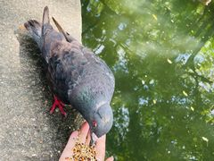 -西园寺