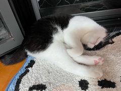 -乖乖宠物医院·猫科·骨科·24小时(云岗分院)