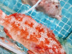 -范饭椰林川湘味海鲜·椰子鸡(三亚湾椰梦长廊店)
