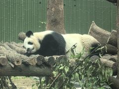 -成都动物园
