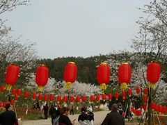 -绵阳盛世樱花悠乐谷