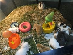 -宠物世家(仲盛世界商城店)
