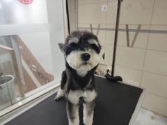 -半岛宠物医院24小时(西派城店)